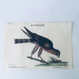 Ornithological board