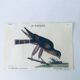 Planche ornithologique