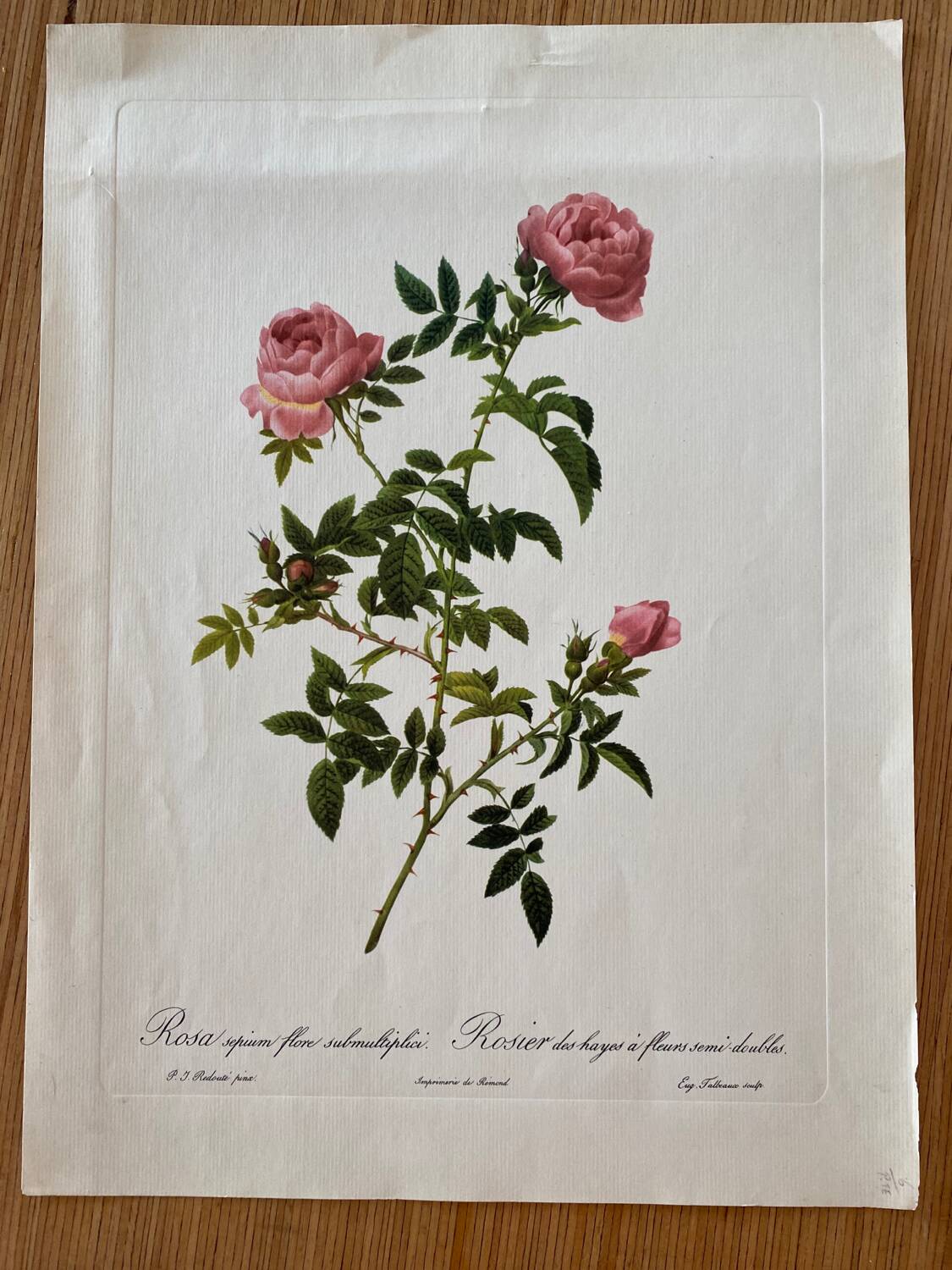 Botanical lithograph PJ Redouté Rosier des Hayes