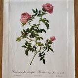 Botanical lithograph PJ Redouté Rosier des Hayes