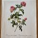 Botanical lithograph PJ Redouté Rosier des Hayes