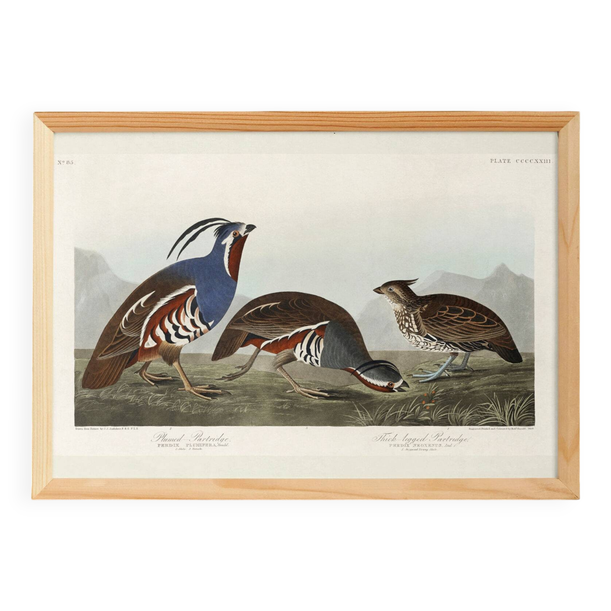 Poster about the crested partridge, based on an old engraving from 1827.