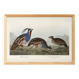 Poster about the crested partridge, based on an old engraving from 1827.