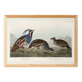 Poster about the crested partridge, based on an old engraving from 1827.