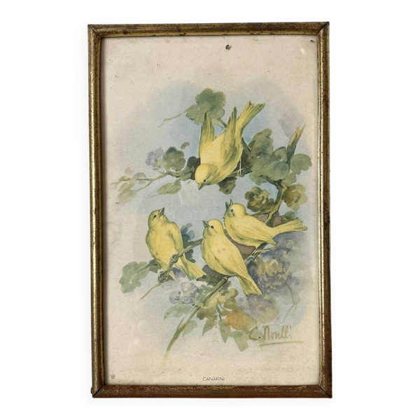 Gravure zoologique encadrée oiseaux canaris — Beyit