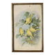 Framed zoological engraving of canary birds.