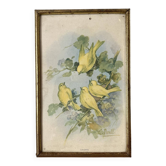 Framed zoological engraving of canary birds.