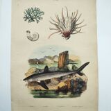 Old engraving from 1838 - Shark - Original hand-colored zoology and botany board.