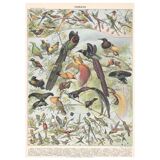 Lithograph plate of birds 1900