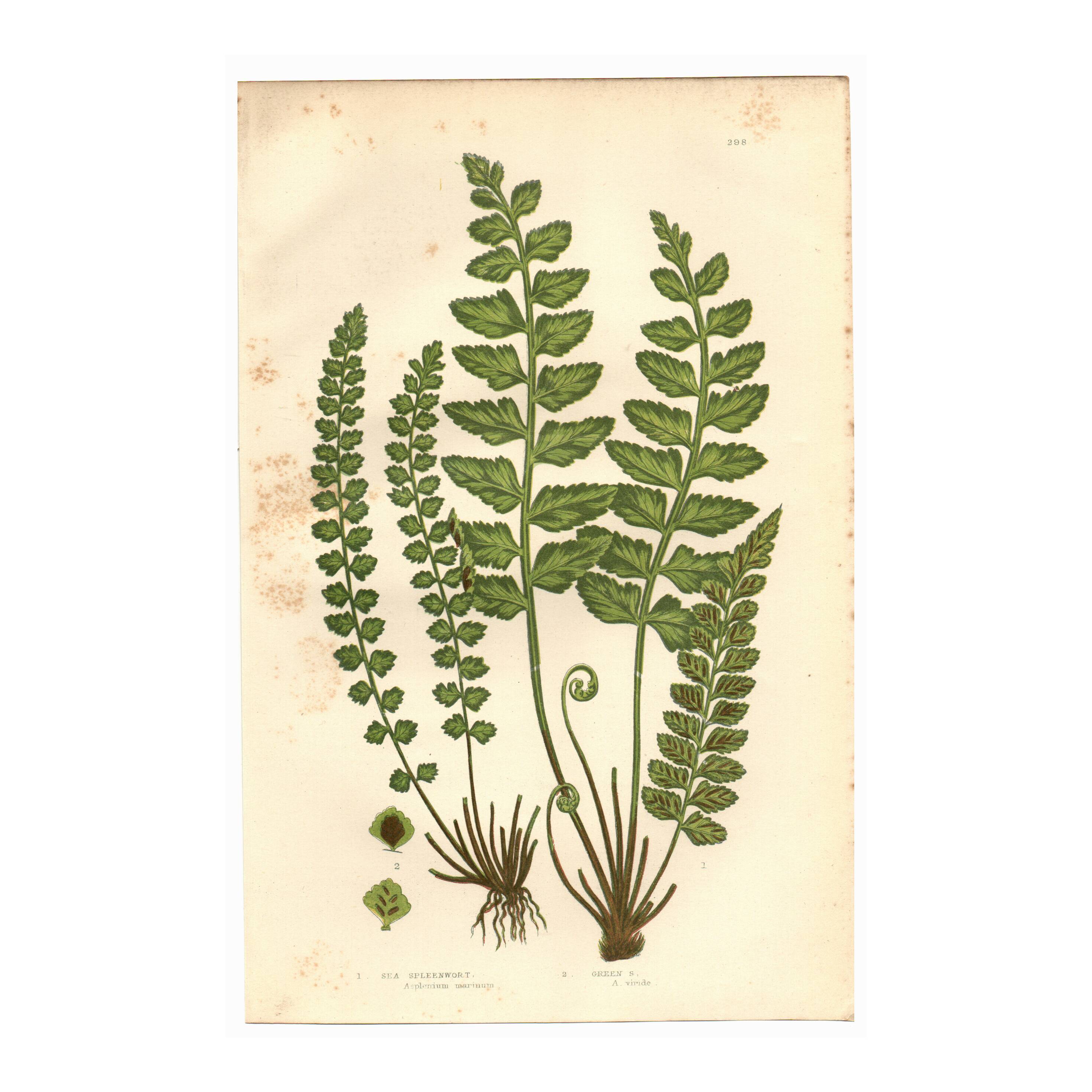 Engraving from 1889 - Fougères cétérach by A. Pratt - old botanical plate