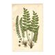 Engraving from 1889 - Fougères cétérach by A. Pratt - old botanical plate