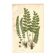 Engraving from 1889 - Fougères cétérach by A. Pratt - old botanical plate