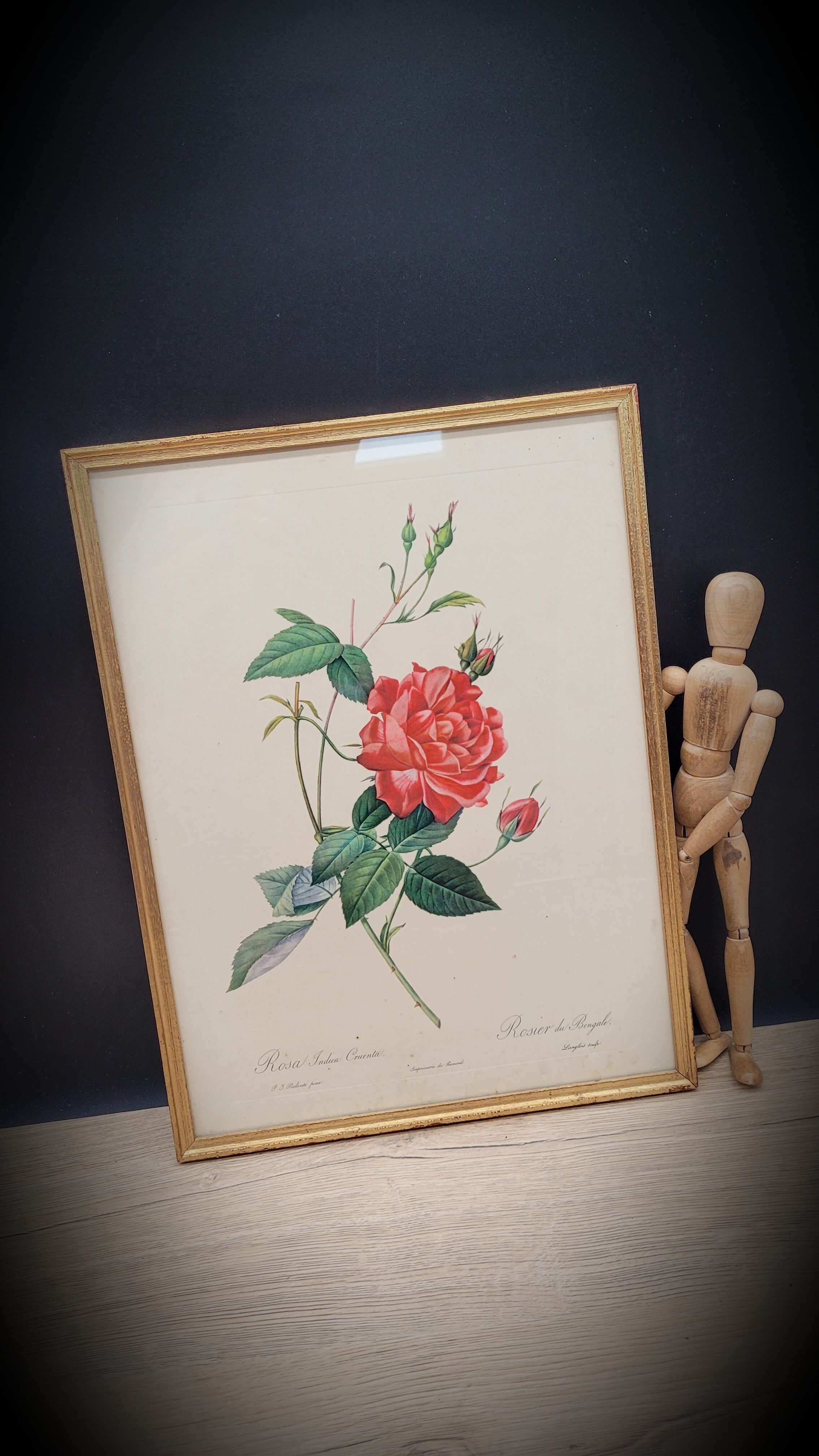 Bengal rose lithograph