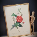 Bengal rose lithograph