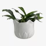 Cache-pot vintage en forme de tulipe en porcelaine blanche