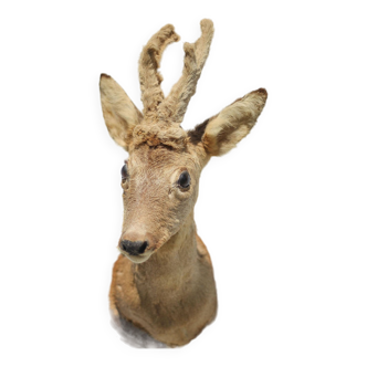 Taxidermie tête de cervidé, tête de chevreuil, tête de biche, cerf