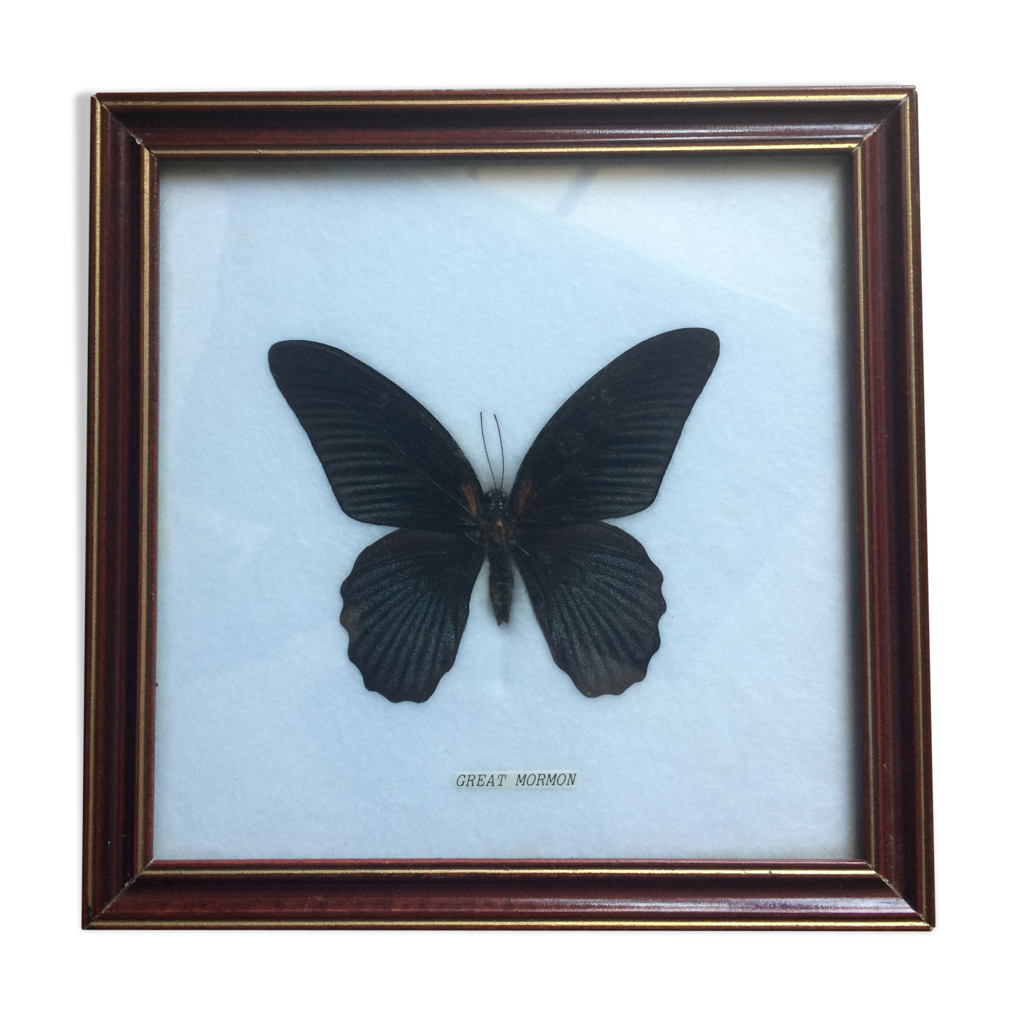 Framed great mormon butterfly