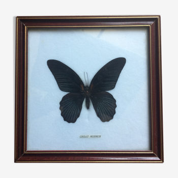 Framed great mormon butterfly