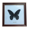 Framed great mormon butterfly