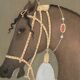 Painted canvas depicting a side view of an Indian horse. Contemporary work.