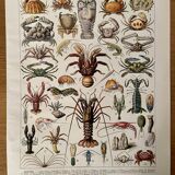 Lithograph on crustaceans - 1930