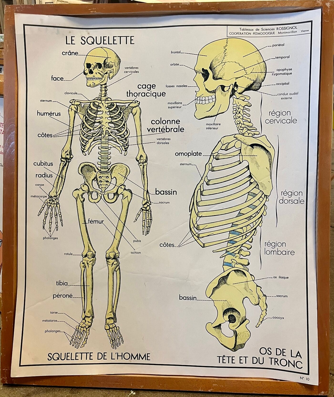 Human Body Poster - The Skeleton and Excretion - Rossignol