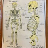 Human Body Poster - The Skeleton and Excretion - Rossignol