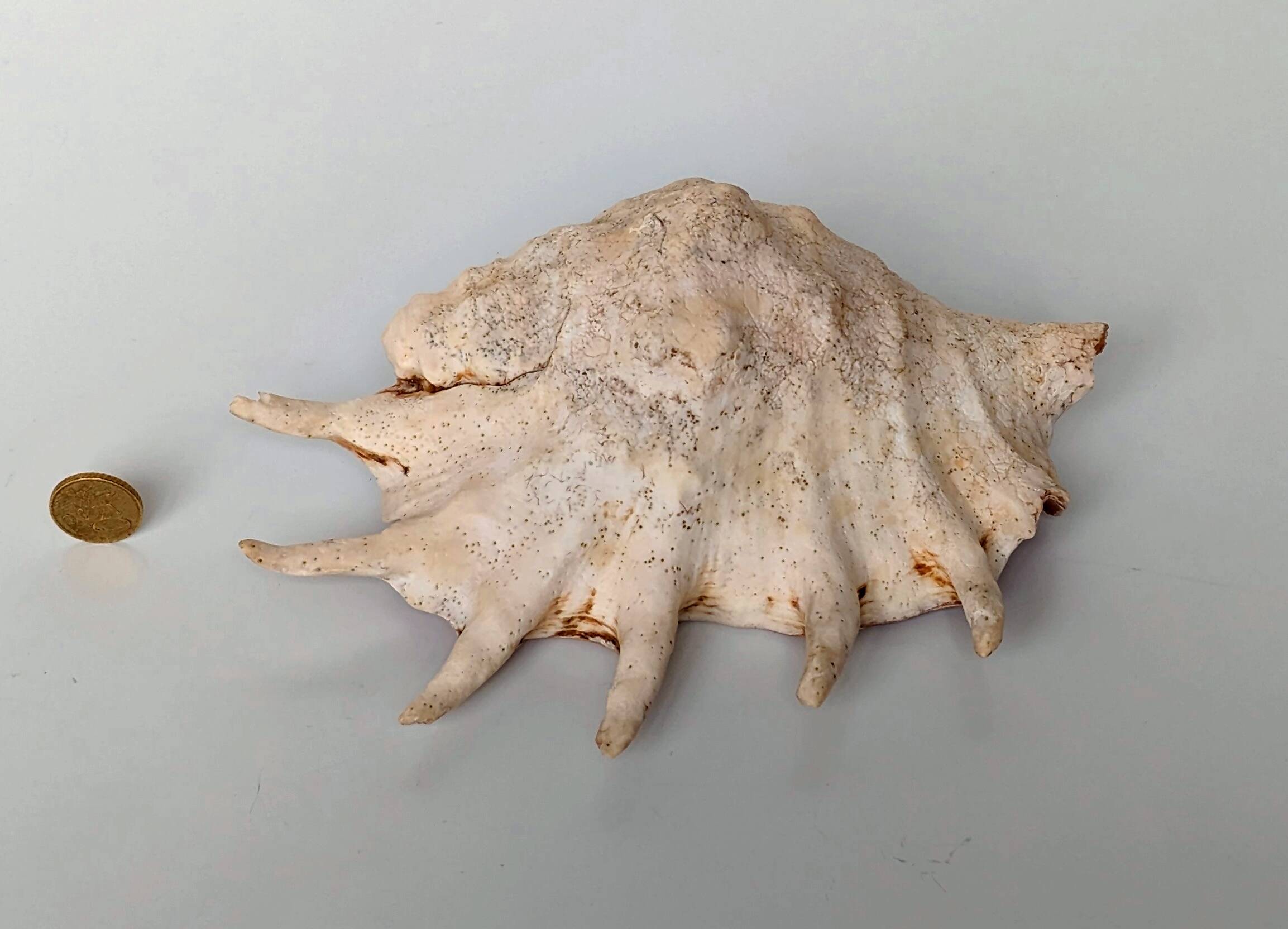 Large pink shell - Large Lambis - Strombidae - Lambis Truncata with 7 digitizations