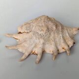 Large pink shell - Large Lambis - Strombidae - Lambis Truncata with 7 digitizations