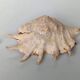 Large pink shell - Large Lambis - Strombidae - Lambis Truncata with 7 digitizations
