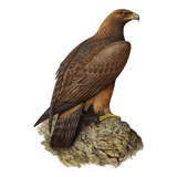 Bird illustration from the 60s - Golden Eagle - Vintage zoological and ornithological board