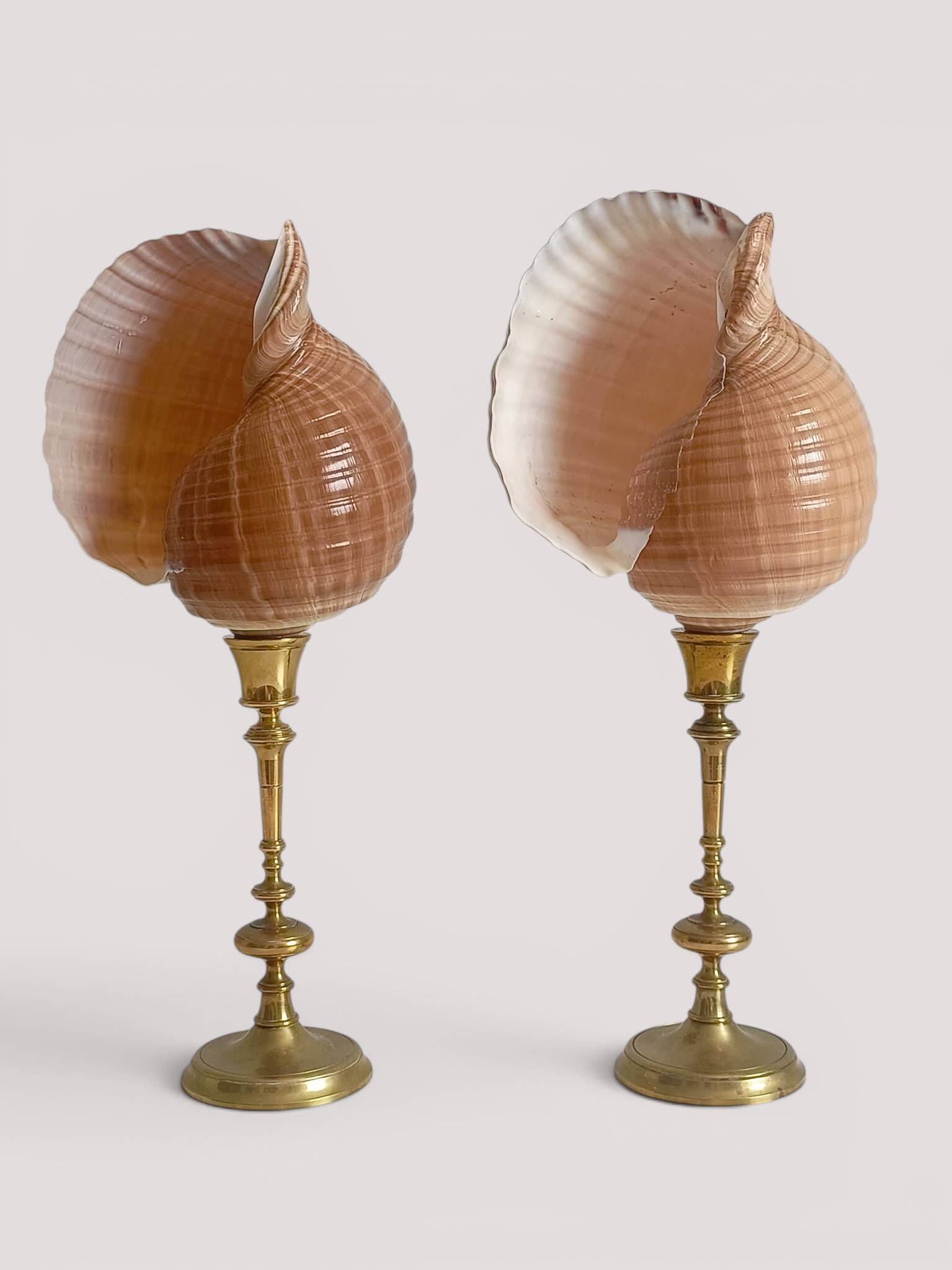 Pair of natural shells on a mid-century Swedish Skultuna brass candelabrum.