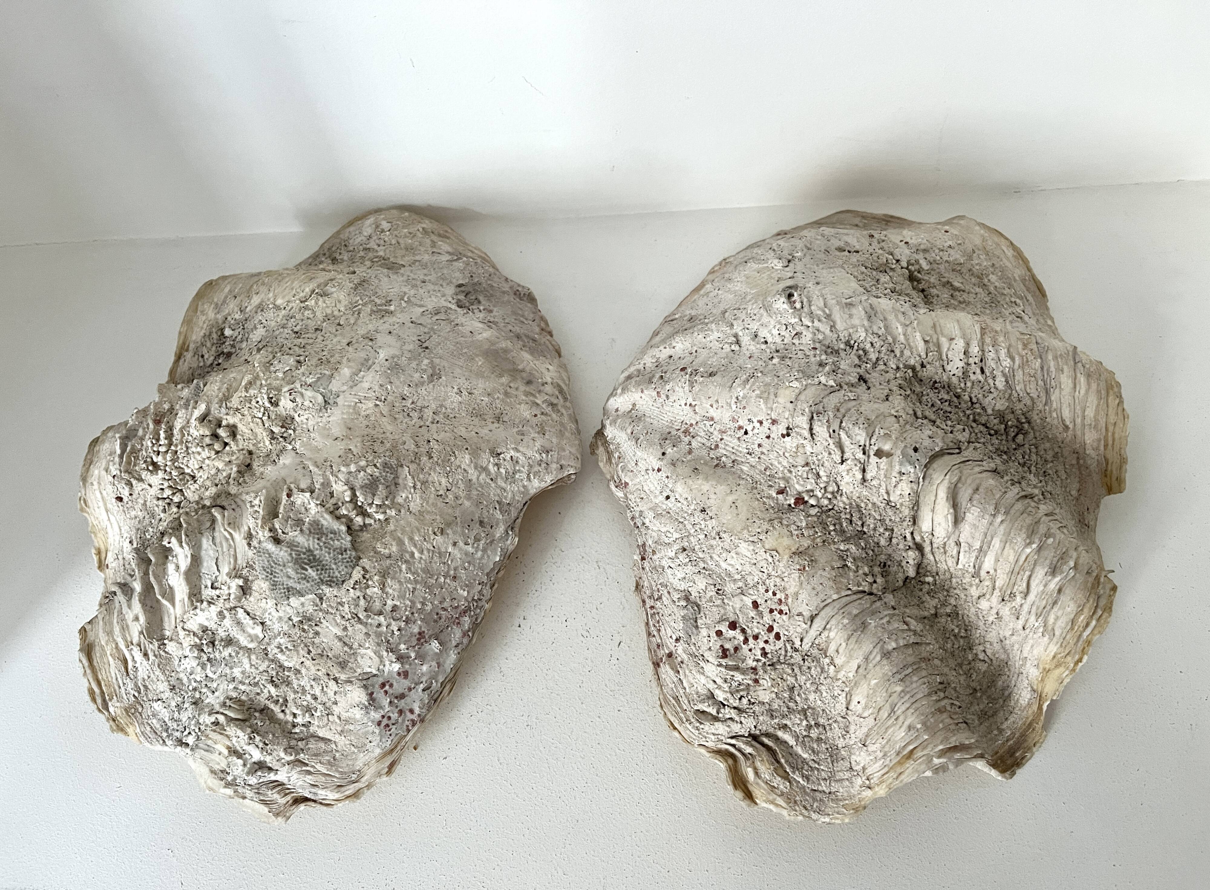 Authentic vintage giant bivalve shell, tridacna gigas shell.
