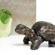Tortue signée Closon