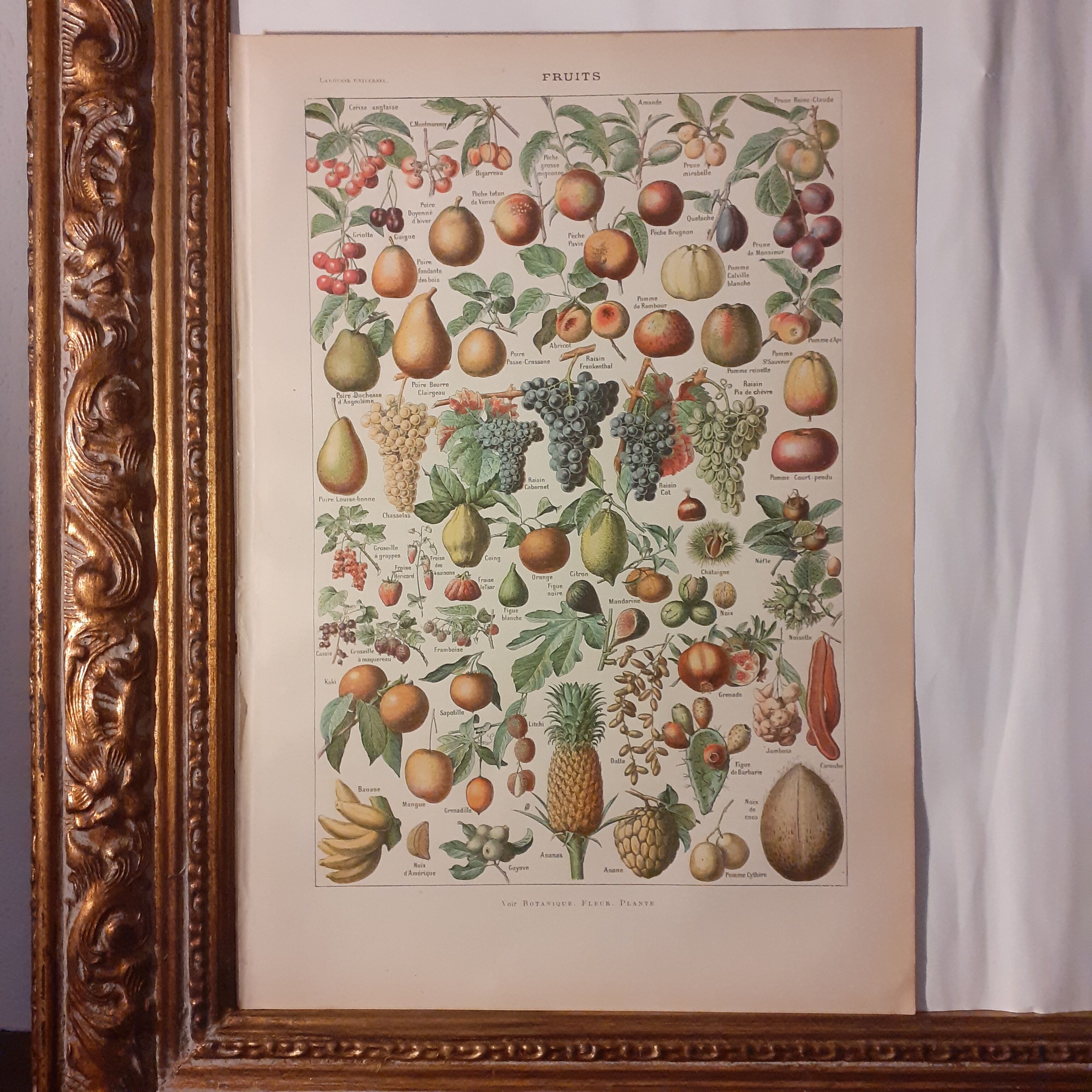 Lithographie sur les fruits de 1928