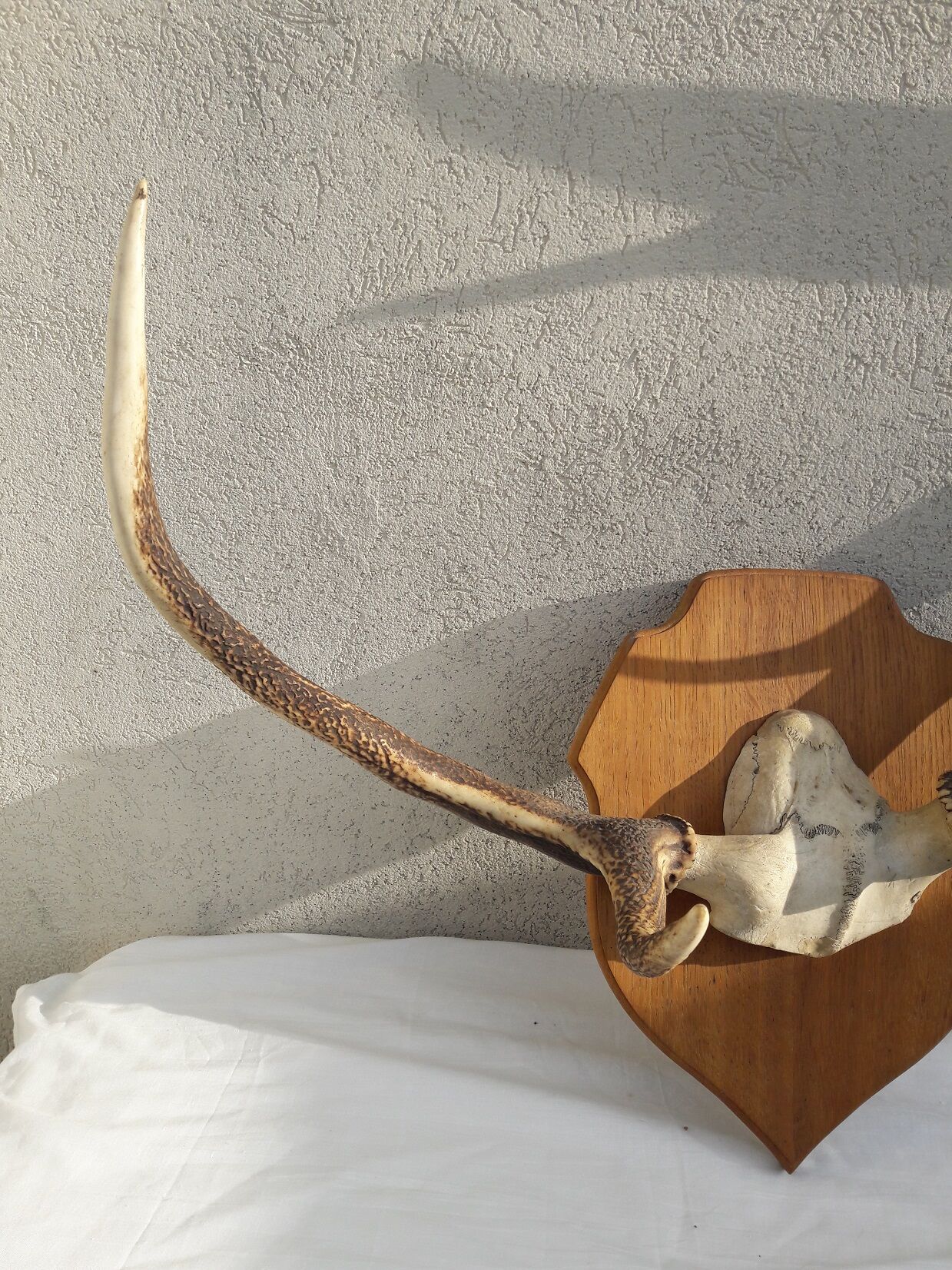 Deer antler Trophy