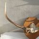 Deer antler Trophy