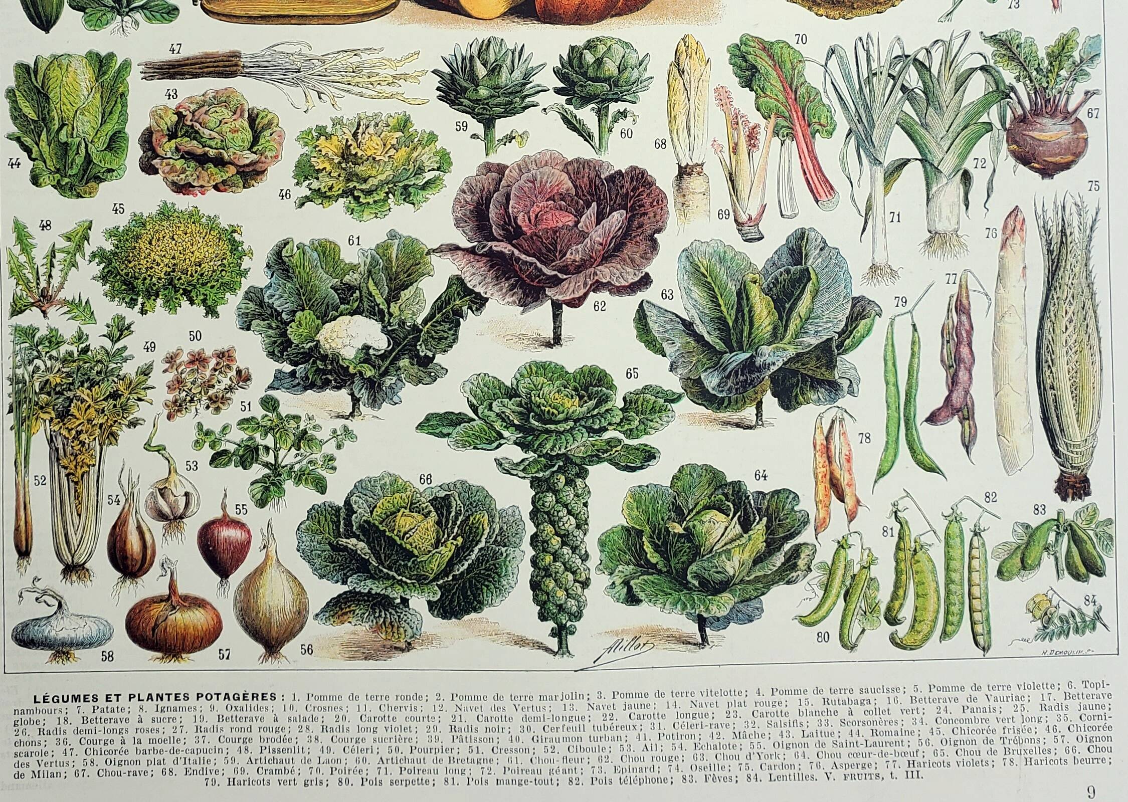 Old engraving 1928, Vegetables and vegetable plants, vegetable garden • Lithograph, Original plate