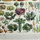 Old engraving 1928, Vegetables and vegetable plants, vegetable garden • Lithograph, Original plate