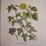Botanical plate Ivy