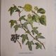 Botanical plate Ivy