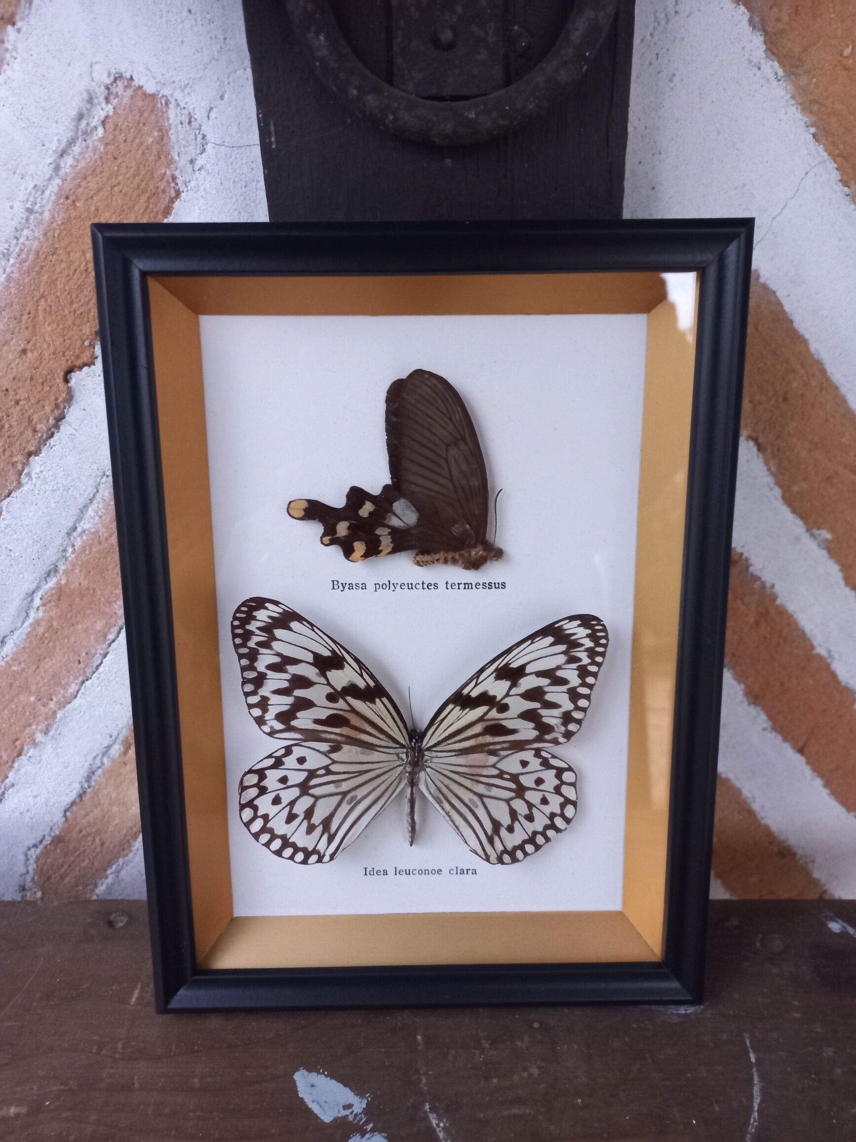 Frame 2 stuffed butterflies