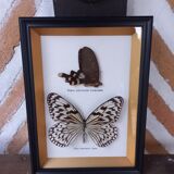 Frame 2 stuffed butterflies