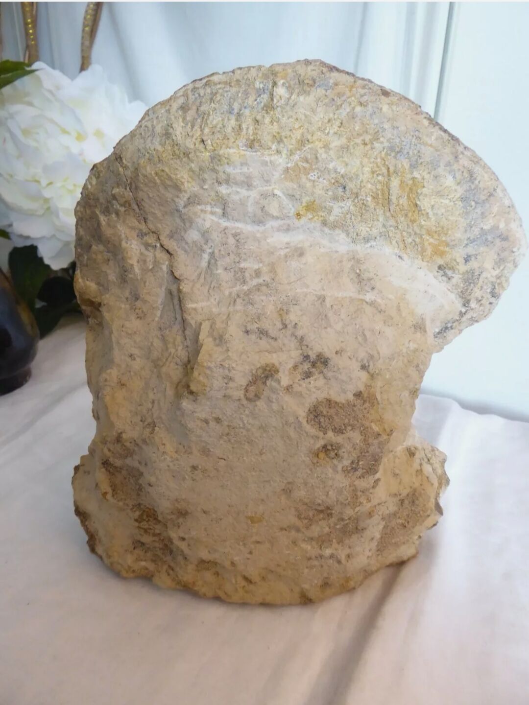 Fossil ammonite curiosity cabinet