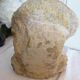 Fossil ammonite curiosity cabinet