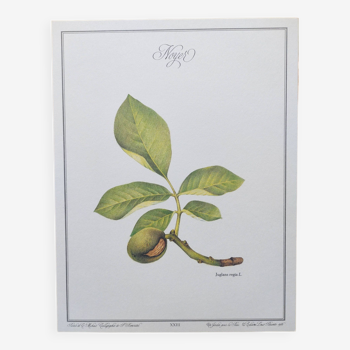 Gravure botanique -Noyer- Illustration de plantes médicinales et herbes. Pastels de C.Michaut