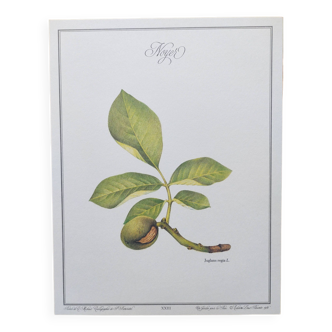 Botanical engraving -Walnut- Illustration of medicinal plants and herbs. Pastels by C. Michaut