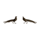 Couple de faisans