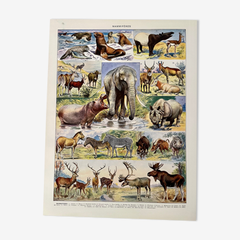 Lithographie gravure sur les mammifères de 1928 (éléphant)