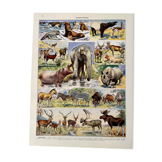 Lithographie gravure sur les mammifères de 1928 (éléphant)